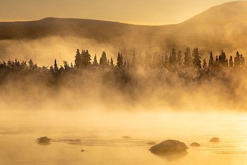 Mistige naaldbossen in Zweeds Lapland