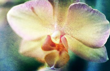 Orchidee1