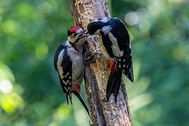 Great spotted woodpecker, female with young by Gerard Vegt