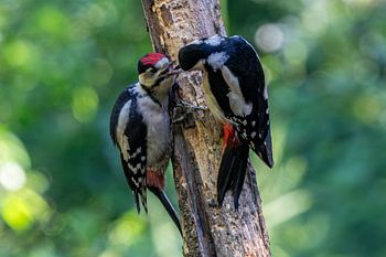Great spotted woodpecker, female with young