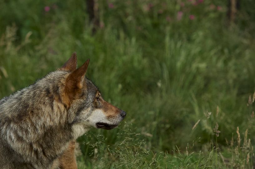 Wolf by Ronald Kromkamp