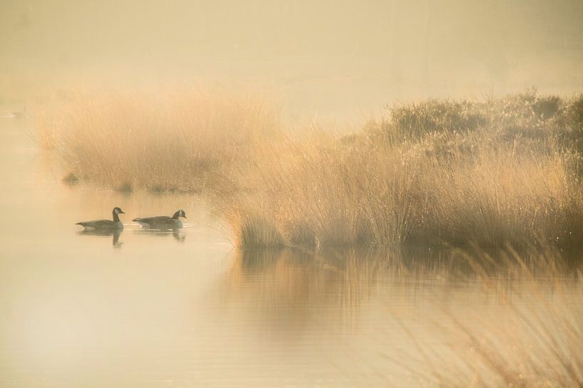Silence (lumière du matin Hatertse Vennen) par Cocky Anderson