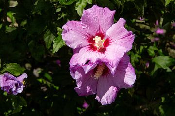 Close-up of raindrops on a pink hibiscus flower by AdWF