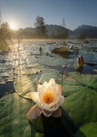 Nymphaea