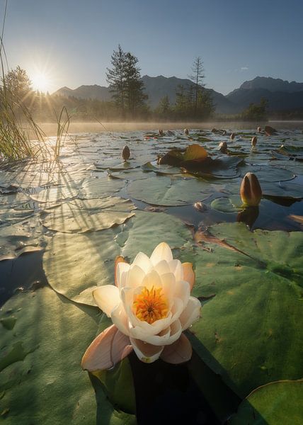 Nymphaea von Patrick Noack