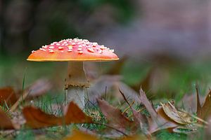 Champignon la mouche agaric