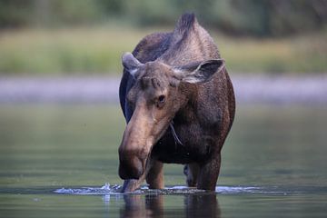 Vache d'orignal mangeant des plantes aquatiques dans le parc national du lac Glacier, dans le Montan sur Frank Fichtmüller