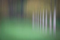 Orchard abstract 2