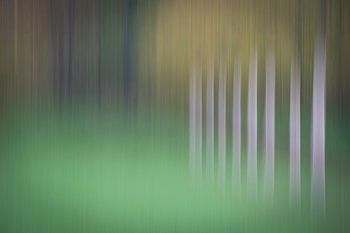 Résumé du verger 2