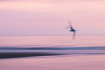 Gull over the coast with long shutter speed by Rob IJsselstein