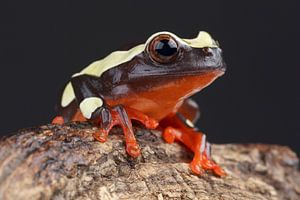 Grenouille clown (Dendropsophus leucophyllatus)
