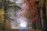Bäume im Nebel an einem schönen Herbstmorgen von Francis Dost Miniaturansicht