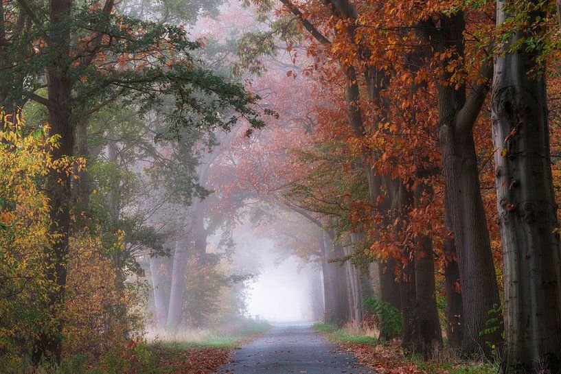 Bäume im Nebel an einem schönen Herbstmorgen von Francis Dost