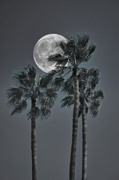 Volle maan achter palmbomen van C. Nass