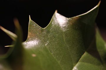 Holly leaf close-up/macro Christmas by Julius Koster