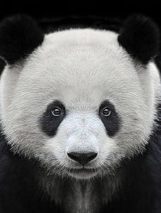 Porträt eines riesigen Pandabären