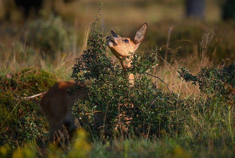 Rehbock auf Futtersuche von Andy van der Steen - Fotografie