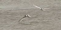 Sterns in de vlucht op Texel van Ruud Lobbes thumbnail