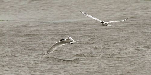 Sterns in de vlucht op Texel