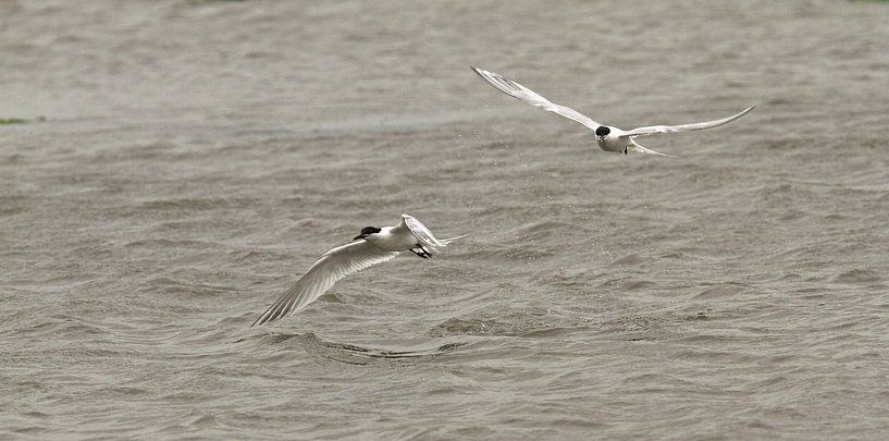 Sterns in de vlucht op Texel van Ruud Lobbes