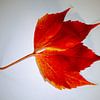 Herfstblad  sur Red74 Photography
