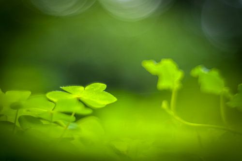 Groen