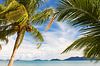 Wuivende palmbomen op een tropisch eiland van Melissa Peltenburg thumbnail