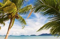 Waving palm trees on a tropical island by Melissa Peltenburg thumbnail