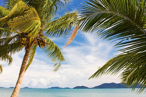 Wuivende palmbomen op een tropisch eiland