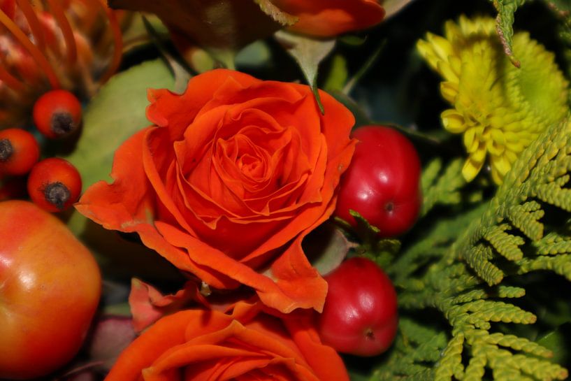 Roos by naomi de leeuw