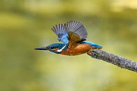 Kingfisher takes off