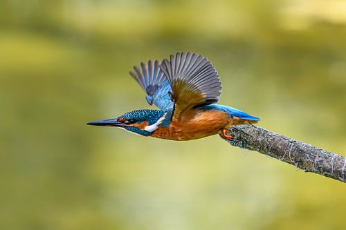 Kingfisher takes off by Lex Westerhof