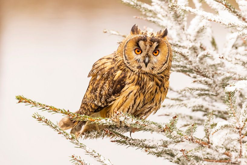 Waldohreule, Asio otus von Gert Hilbink