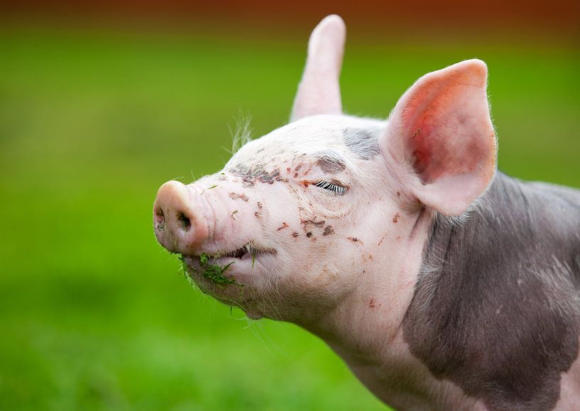Piglets by Bo Valentino