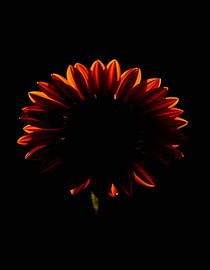 Ember Sun Xl von Ember Bloom