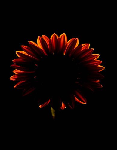 Ember Sun Xl
