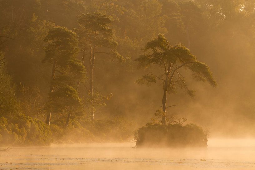 Mist during sunrise on the lake among the woods par Paul Wendels