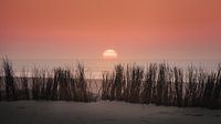 Orange Sonnenuntergang mit Dunengras am Strand in Zeeland von Michel Seelen Miniaturansicht