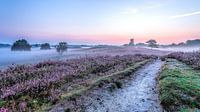 Pad  in de Gasterse Duinen paarse heide en mist