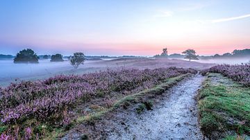 Weg in den Gasterse Dünen Niederlande lila Heidekraut und Nebel von R Smallenbroek