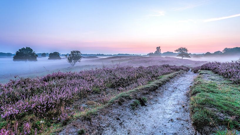 Chemin dans les Gasterse Duinen bruyère violette et brouillard par R Smallenbroek