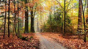 Forêt d'automne colorée à Emmen