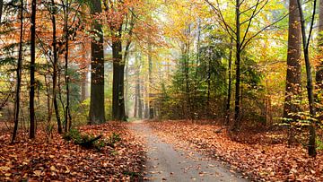 Forêt d'automne colorée à Emmen sur Corinne Welp