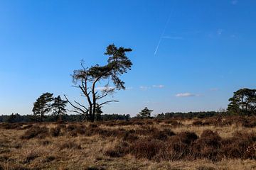 Heide in Nederland van Kevin Kamps