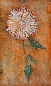 Blume Mondrian