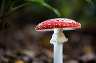 perfecte paddenstoel van Tania Perneel thumbnail