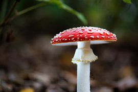 perfect mushroom by Tania Perneel