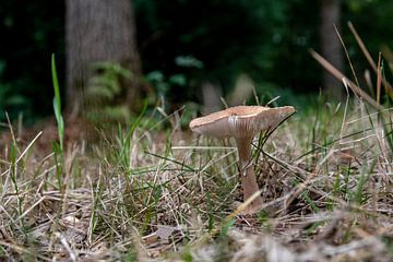 Mushroom plays hide and seek