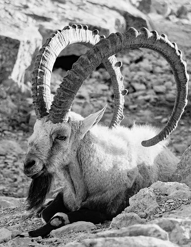 Sterrenbeeld Steenbok zwart-wit