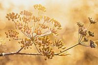 Venkel in ochtend zon Summerfeeling